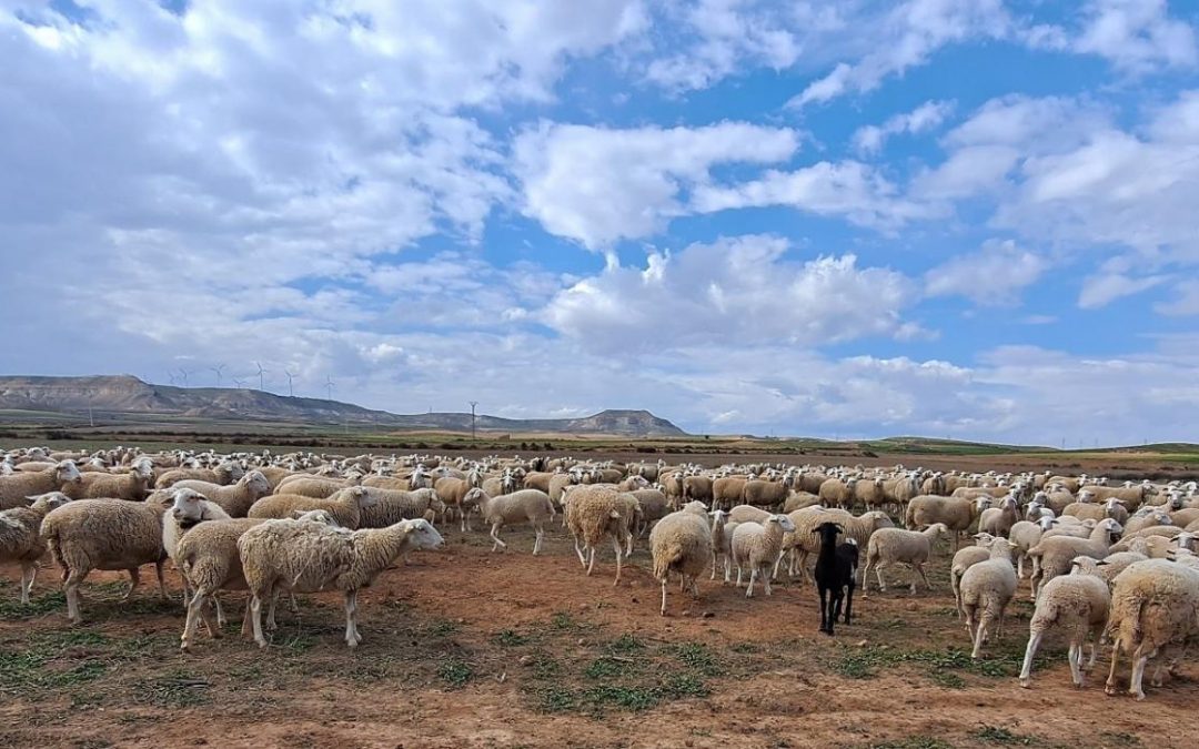 The PV Park Pitarco welcomes 400 sheep during its construction