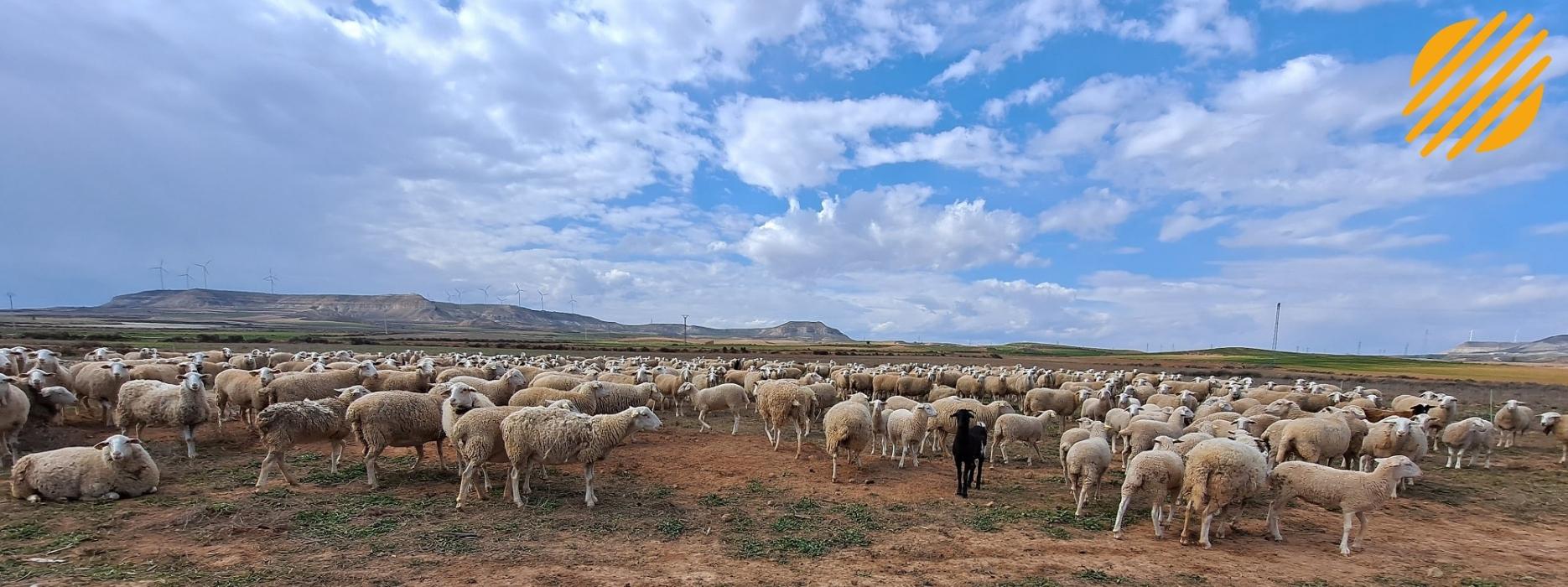 Parque fotovoltaico ovejas