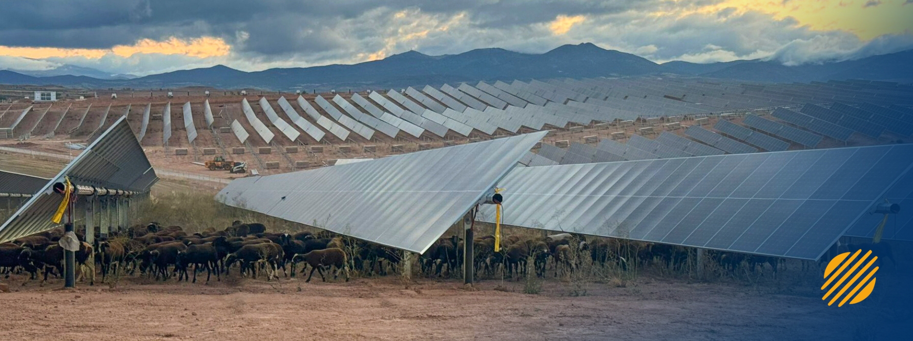 Pascolo solare: un'alleanza tra campagna ed energia