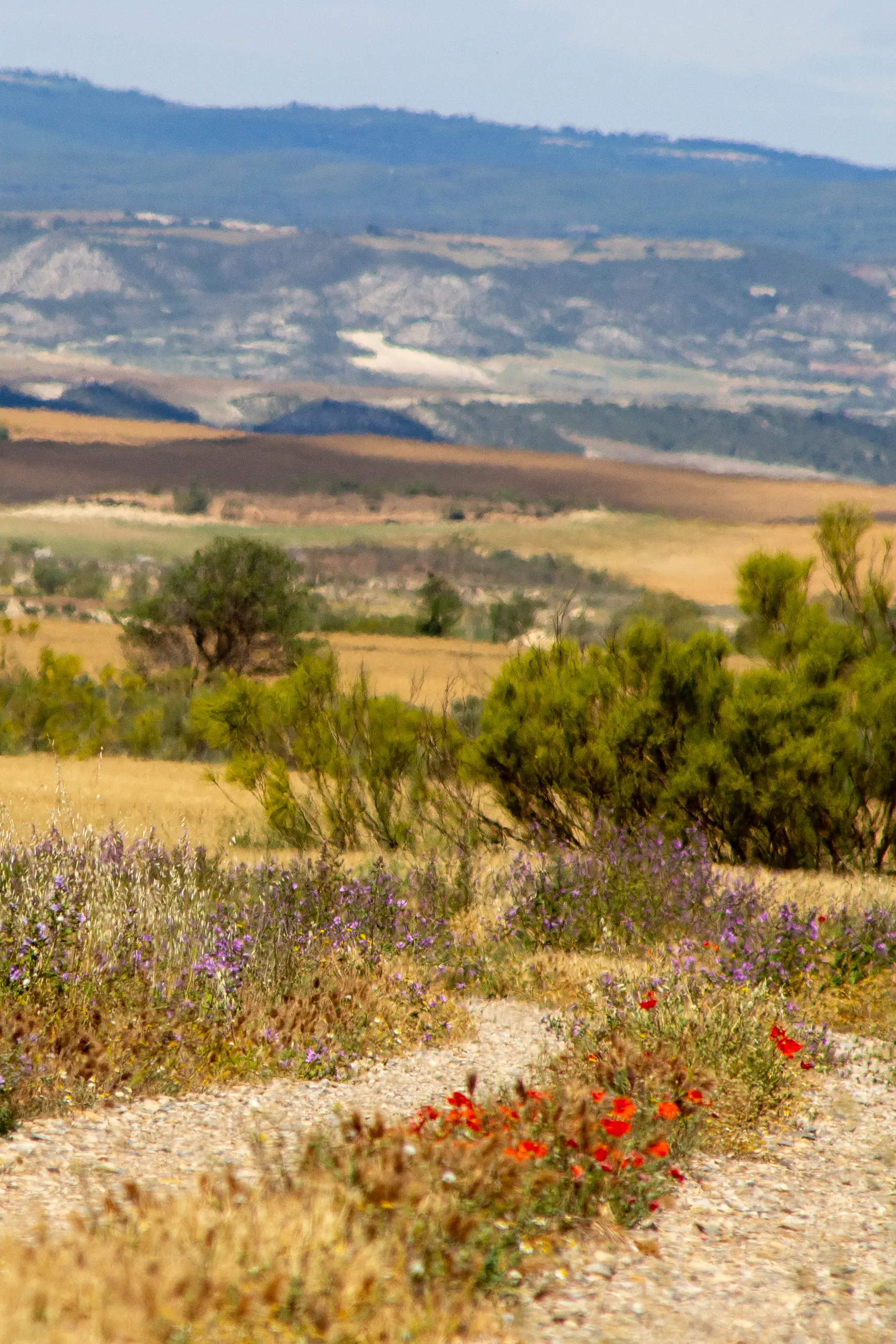 Natural landscape next to an Enerland project