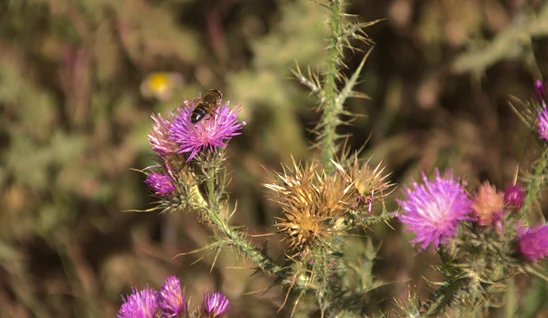 Vegetazione di un ambiente naturale