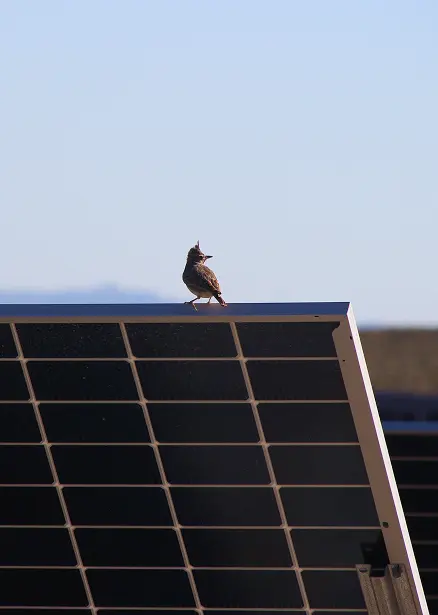 Bird perched on a solar installation